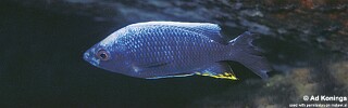 Copadichromis sp. &#39;cf. nkatae&#39;