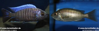 Copadichromis sp. &#39;chingata blue&#39;
