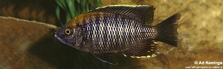 Copadichromis sp. &#39;flavimanus lundu&#39;