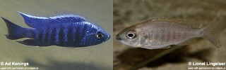 Copadichromis sp. &#39;kawanga no-spot&#39;