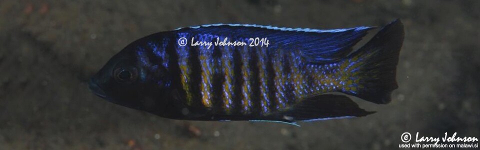 Copadichromis sp. 'kawanga' Lion's Cove