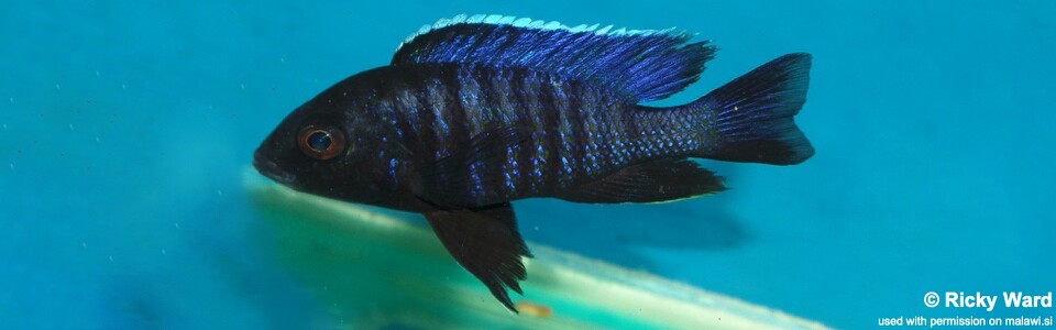 Copadichromis sp. 'kawanga' Ndonga