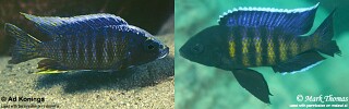 Copadichromis sp. &#39;kawanga&#39;