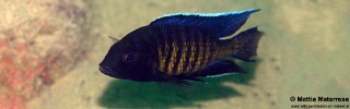 Copadichromis sp. &#39;kawanga&#39; Kawanga