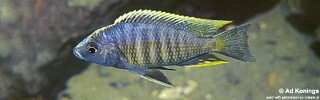 Copadichromis sp. &#39;kawanga&#39; Kirondo