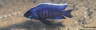 Copadichromis sp. &#39;kawanga&#39; Lundu
