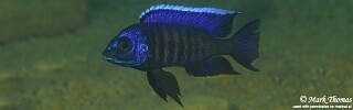 Copadichromis sp. &#39;kawanga&#39; Mbamba Bay