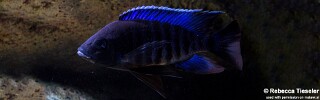 Copadichromis sp. &#39;kawanga&#39; (unknown locality)