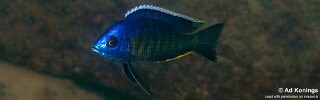 Copadichromis sp. &#39;lupingu blue&#39;