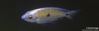 Copadichromis sp. &#39;makanjila&#39;