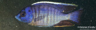 Copadichromis sp. &#39;mbenji blue&#39; Fuawe Island