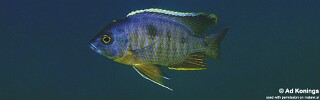 Copadichromis sp. &#39;mbenji blue&#39;