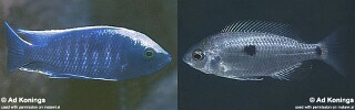 Copadichromis sp. &#39;mloto reef&#39;