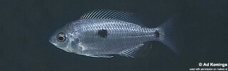 Copadichromis sp. &#39;mloto reef&#39; Higga Reef