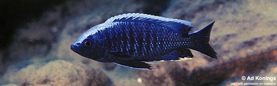 Copadichromis sp. 'mloto undu' Undu Reef