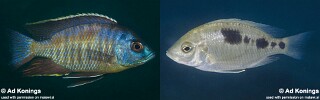 Copadichromis sp. &#39;pictus maleri&#39;