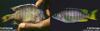 Copadichromis sp. &#39;taiwan yellow&#39;