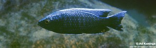 Copadichromis sp. &#39;virginalis chitande&#39;