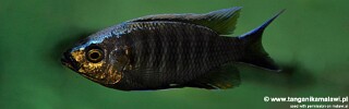 Copadichromis sp. &#39;virginalis kajose&#39; (unknown locality)