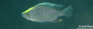 Copadichromis sp. &#39;virginalis namalenje&#39;