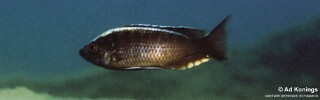 Copadichromis sp. &#39;mloto liuli&#39; Liuli