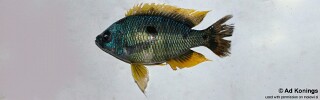 Copadichromis sp. &#39;quadrimaculatus yellow&#39; Taiwanee Reef