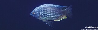 Copadichromis sp. &#39;tumbi two spot&#39; Tumbi Point