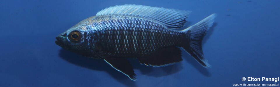 Copadichromis sp. 'virginalis chitande' Chilumba Bay