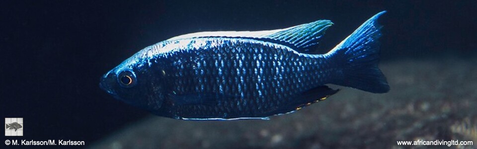 Copadichromis sp. 'virginalis mandalawi' Mandalawi Reef (Rhoade's Bank)