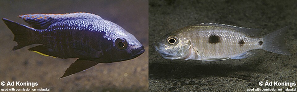 Copadichromis trewavasae 'Makonde'