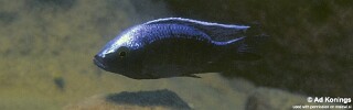 Copadichromis trewavasae &#39;Likoma Island&#39;