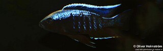 Copadichromis trewavasae &#39;Madimba Bay’