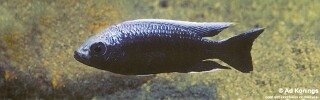 Copadichromis trewavasae &#39;Msisi&#39;