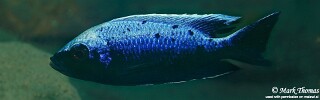 Copadichromis trewavasae &#39;Ngwasi&#39;