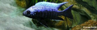 Copadichromis trewavasae &#39;Undu Reef&#39;