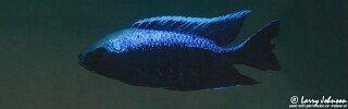 Copadichromis trewavasae &#39;Yofu Bay&#39;