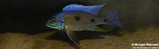 Copadichromis verduyni &#39;Border&#39;