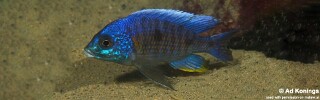 Copadichromis verduyni &#39;Chiofu&#39;