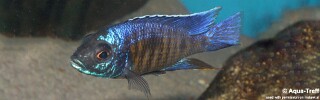 Copadichromis verduyni &#39;Lundo Island&#39;