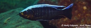 Copadichromis virginalis &#39;Cape Kaiser&#39;