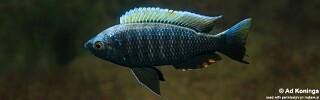 Copadichromis virginalis &#39;Higga Reef&#39;