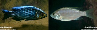 Copadichromis virginalis &#39;Manda&#39;