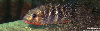 Coptodon rendalli &#39;Chiloelo&#39;