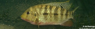 Coptodon rendalli &#39;Chiofu&#39;