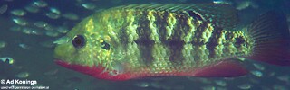 Coptodon rendalli &#39;Ndonga&#39;
