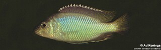 Corematodus taeniatus &#39;Chemwezi Rocsk&#39;