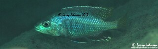 Corematodus taeniatus &#39;Mazinzi Reef&#39;