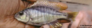 Corematodus taeniatus &#39;Narungu Bay&#39;