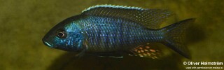 Ctenopharynx nitidus &#39;Liwani&#39;