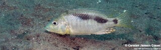 Ctenopharynx nitidus &#39;Mdowa&#39;